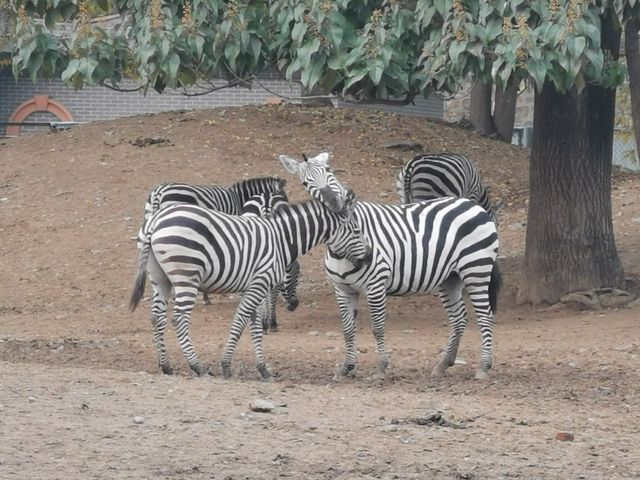 北京動物園的驚喜。