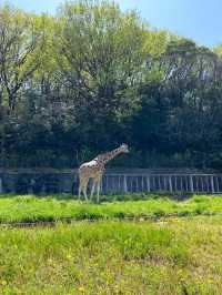 Discover Nagoya's Higashiyama Zoo and Botanical Gardens