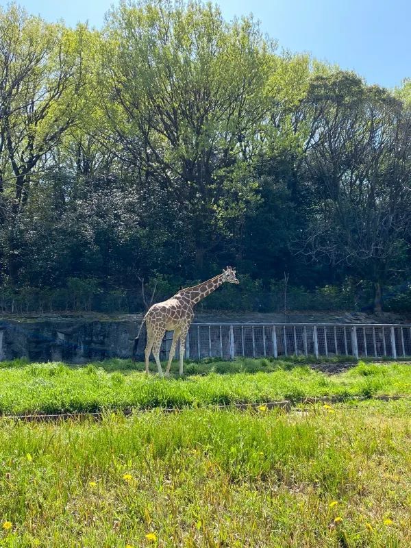 Discover Nagoya's Higashiyama Zoo and Botanical Gardens