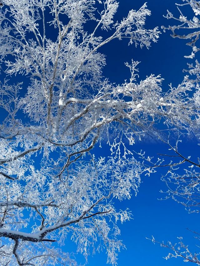 雪鄉十里畫廊 | 現實版冰雪奇緣，南方小土豆必衝！