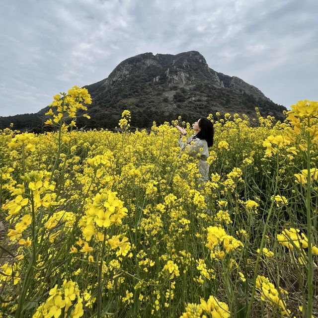 유채꽃 명소 제주 산방산🌼