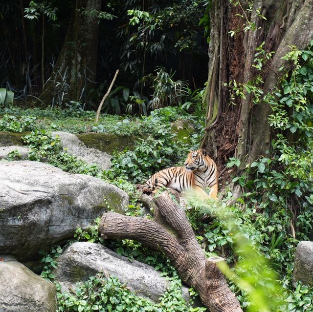 Singapore Zoo