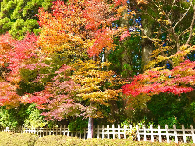 A serene escape amidst lush landscapes 🇯🇵