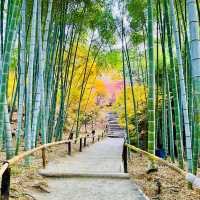 A Journey Through Kodaiji Temple's Fall Splendor