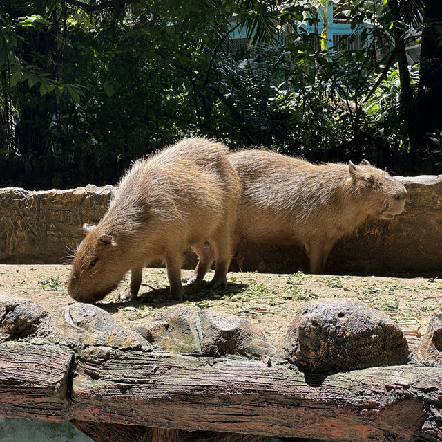 Animal Encounters and Endless Fun: My Zoo Negara Experience!