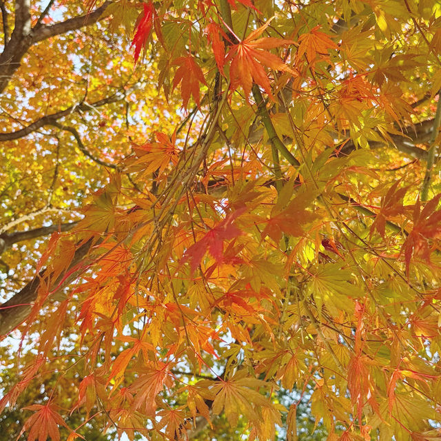 A Golden Season in Seoul: Autumn’s Magic Unfolds 🇰🇷