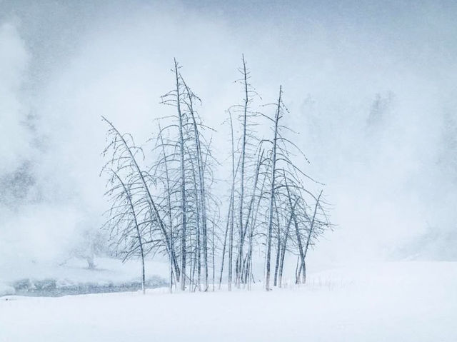 3 Reasons Why Yellowstone Should Be on Your Next Christmas Trip