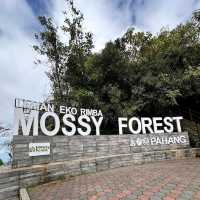 Mossy Forest, Cameron Highlands