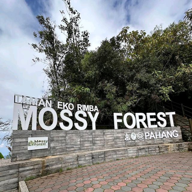 Mossy Forest, Cameron Highlands