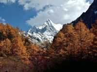 Best Autumn Viewing Experience 3/3 [Beyond Chonggu Grassland, Yading Nature Reserve]