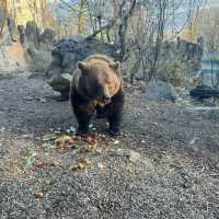 A Wild Adventure at Alpenzoo Austria 🇦🇹 