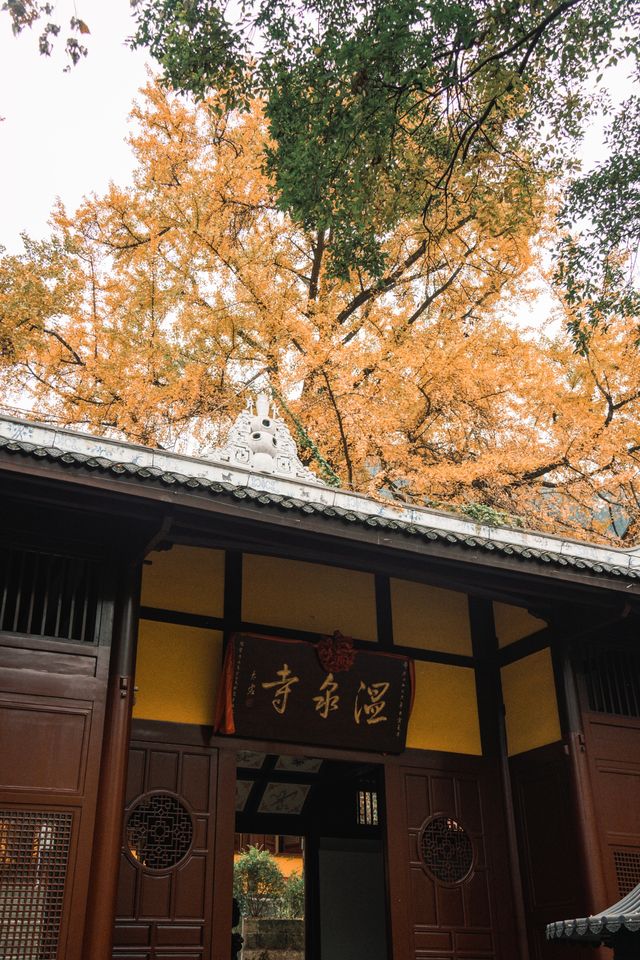 重慶拍銀杏｜縉雲山古寺的百年銀杏黃了！