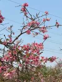 海珠濕地公園宮粉紫荊和櫻花競相綻放！