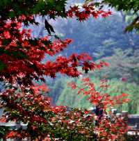 夏日納涼好去處：人少景美清涼山