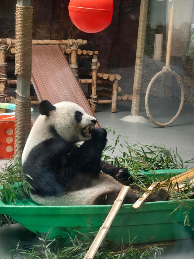 東莞｜香市動物園。