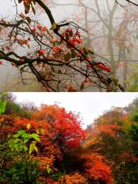 西安‖藍田雲台山紅葉正當時。