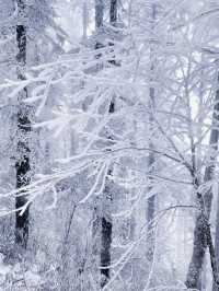 冬天第一場雪是在西嶺雪山看的，雪景太好拍了