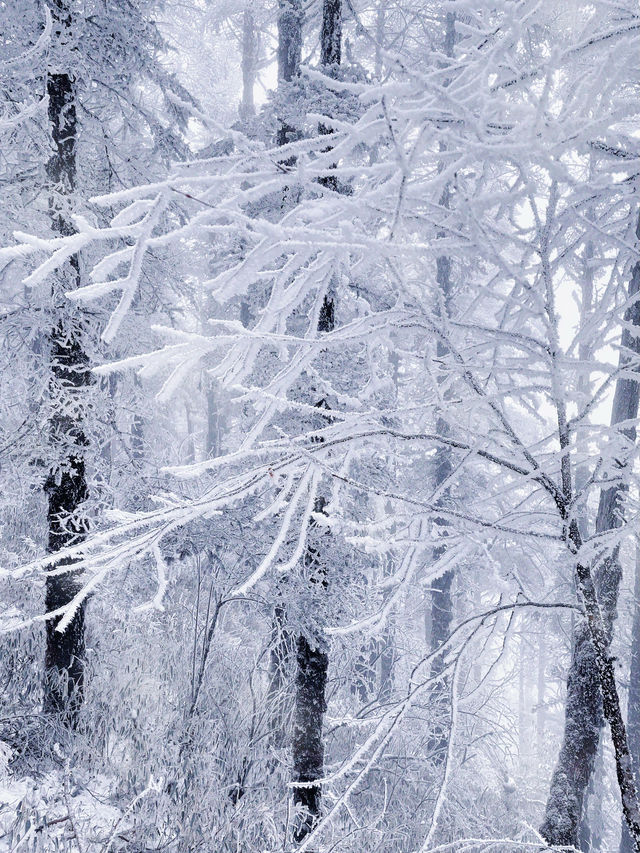 冬天第一場雪是在西嶺雪山看的，雪景太好拍了