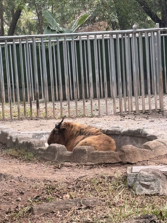 多次遊覽廣州動物園，為您總結的詳盡攻略來啦