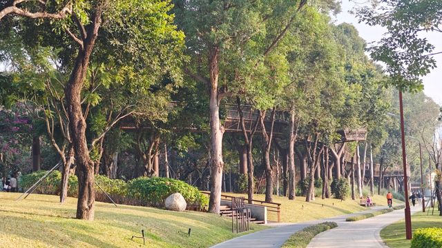 在深圳市區裡的空中樹屋棧道