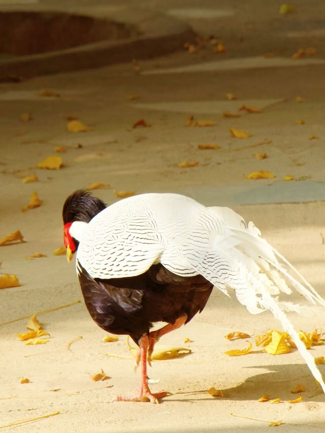 冬季反向遊 | 附成都動物園互動遊玩攻略