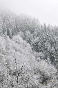 成都出發1.5小時免費觀賞超美霧凇雪景