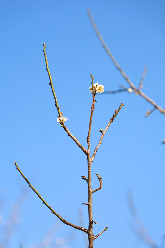 廣州 | 香雪公園的梅花怒放了(附路線)