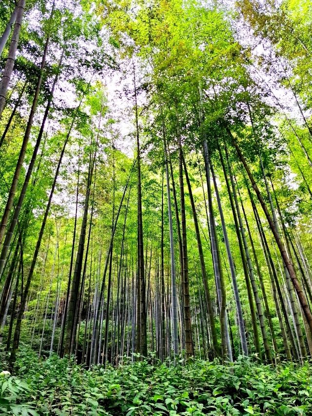 Bamboo Trail in Hangzhou