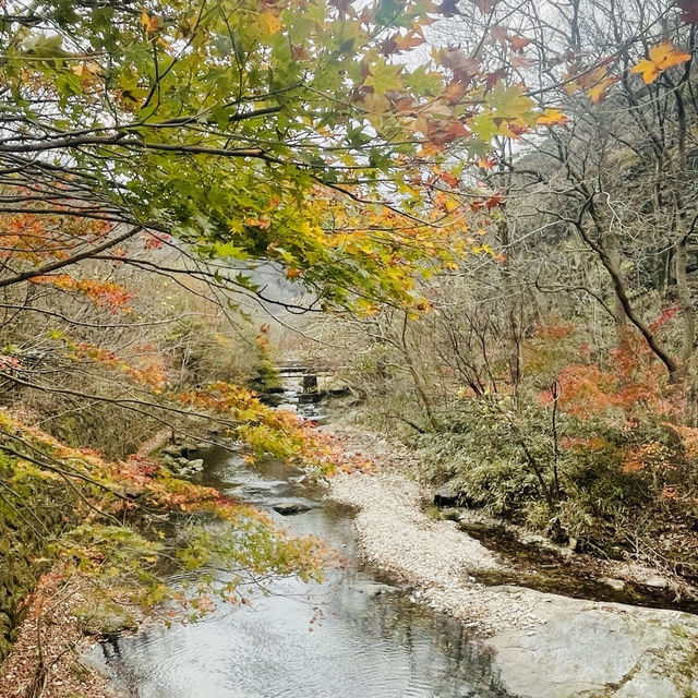 走進內藏山國立公園森林看紅葉