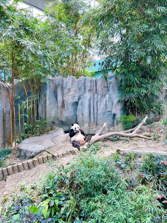 Must-See Giant Pandas at River Wonders Singapore