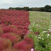 Let Nature’s Colour Paint Your Soul! -Hitachi Seaside Park