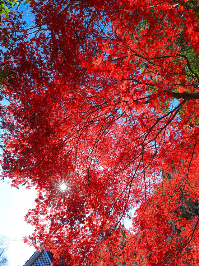 📍 【栃木】秋色に包まれ益子町の紅葉の名所