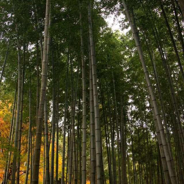 萬行寺🎡沉浸日本庭院之美！🍂