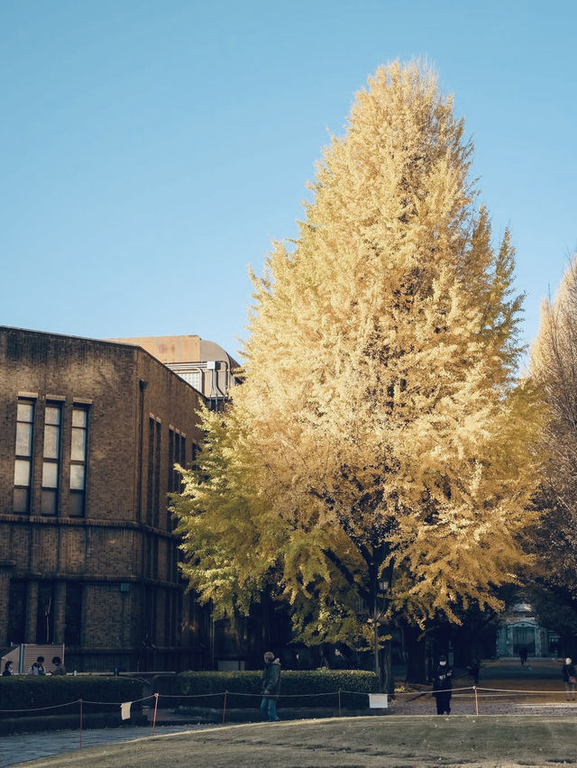 東京大學 🩵