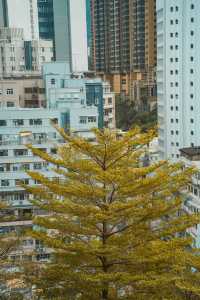 在香港鬧市區發現了一個小眾拍攝機位！！