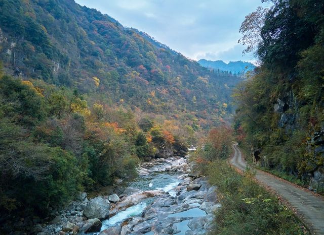 令人驚艷的彩林秘境:平武縣秋色燦爛的老河溝。