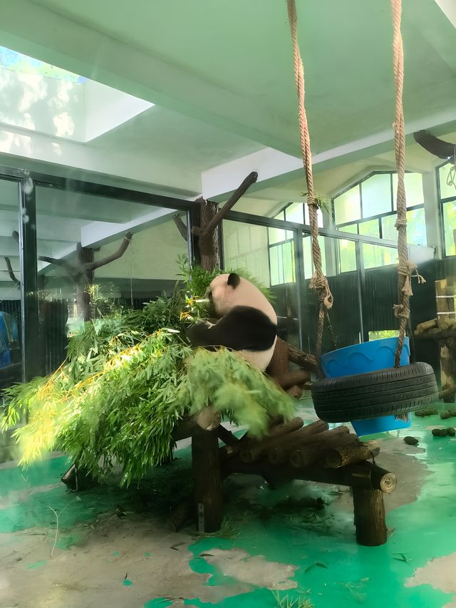 天氣正好，遛娃好去處——上海動物園。