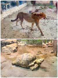 「瘋狂動物城」上海野生動物園走起。