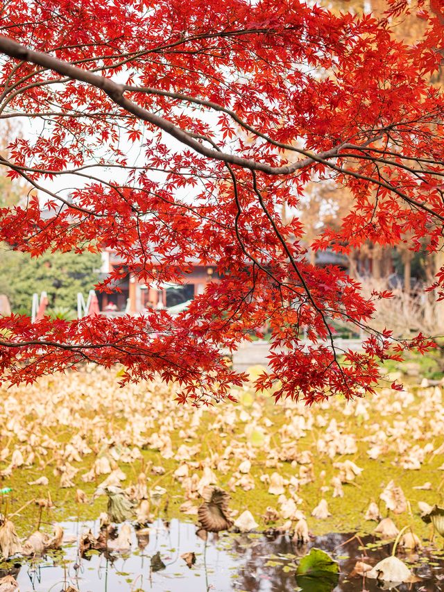 西湖邊的中式園林楓葉正紅|陰天也好拍