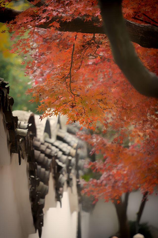 後悔沒有早點來虎丘紅楓也太好看了吧