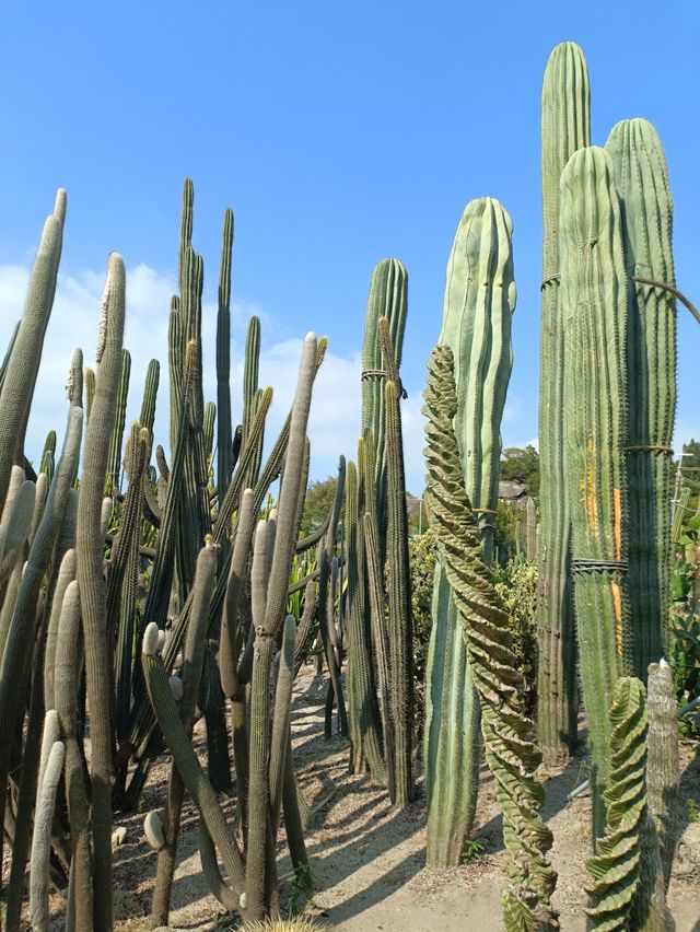 廈門植物園遊玩攻略