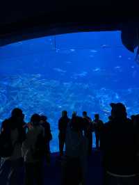 Hong Kong Ocean Park is a Must-Visit!