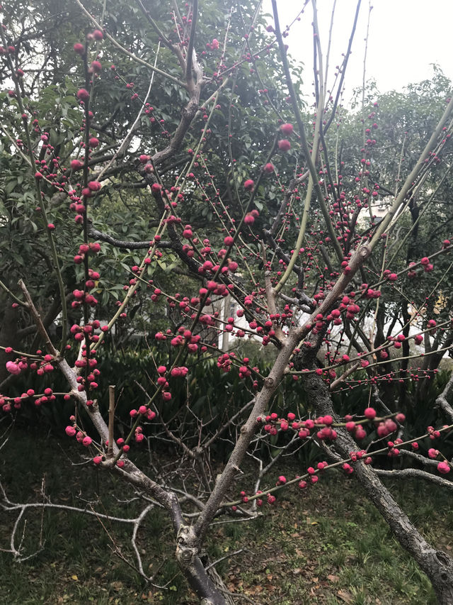 上海莘莊公園冬日賞梅攻略