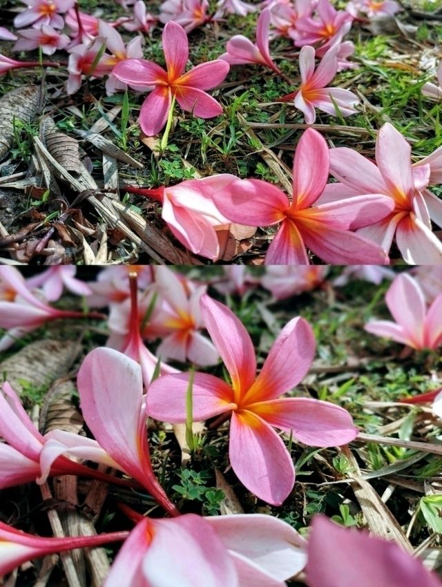 A lovely walk in Gunung Ledang National Park, a famous & beautiful park in Tangkak.