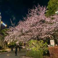 東京景點｜巧遇櫻花盛開~東京賞櫻勝地上野恩賜公園