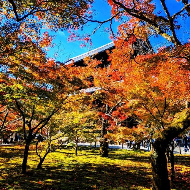 【京都紅葉】見頃を迎えた京都の紅葉 南禅寺