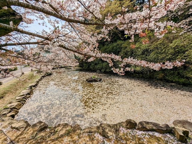 九州武雄神社：賞櫻花、看神木的人氣No.1免費景點