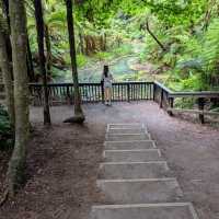 Enchanted Family Adventure at Redwoods Treewalk