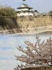 Osaka Castle in Full Bloom: A Spring time  Sakura Dream