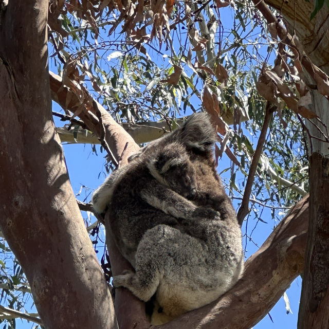 Koala Encounter in Great Otway National Park